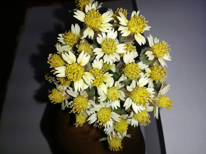 flower