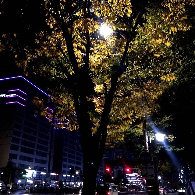 night tree