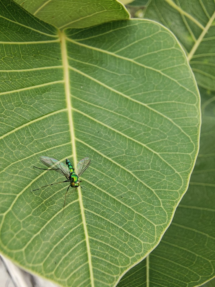 Green Winger ???