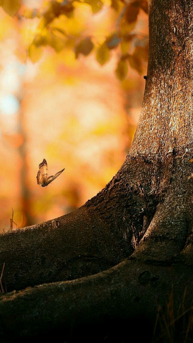 borboleta