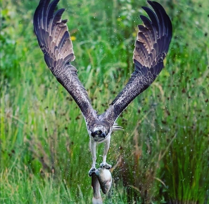 Hırçın