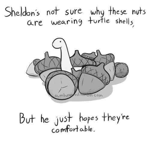 Today, Sheldon needs to make a choice of what shell to wear.