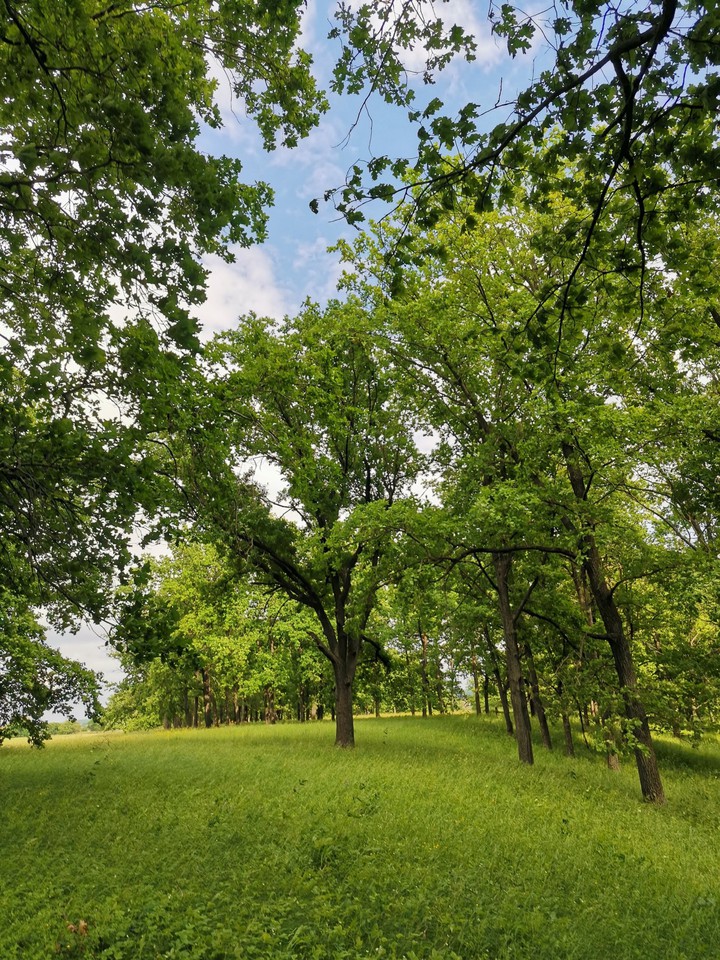 green forest