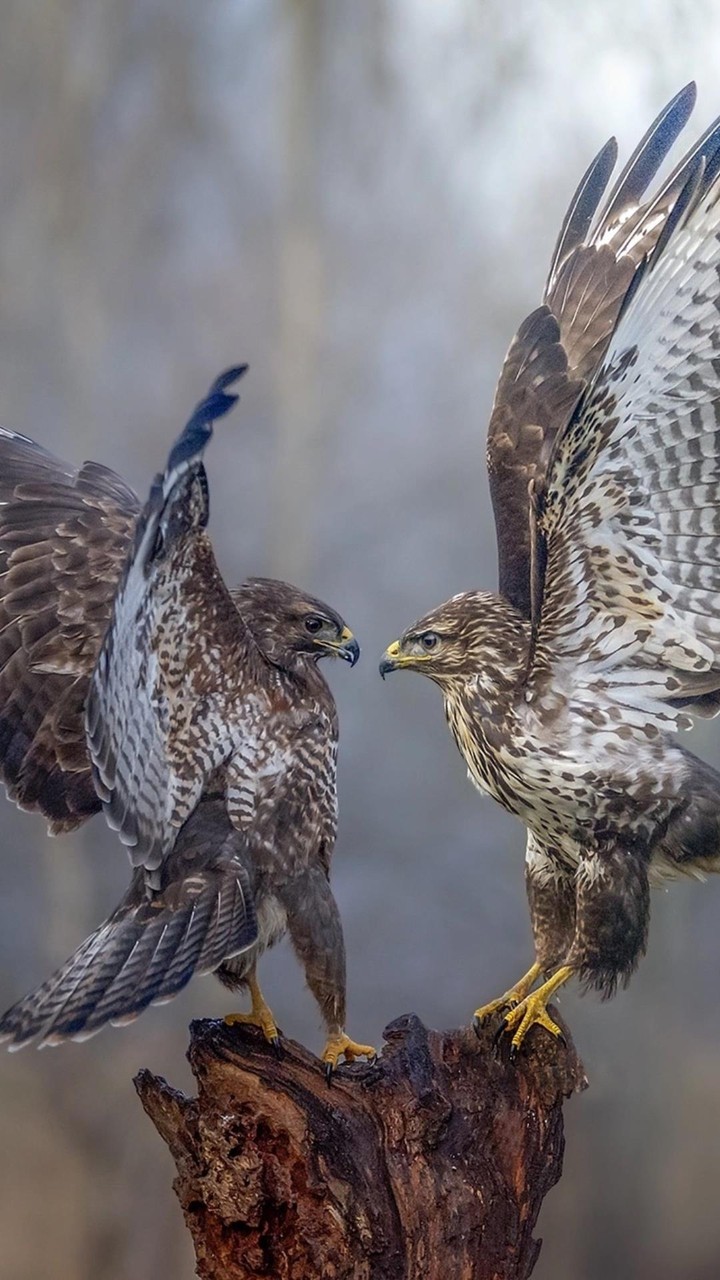 birds