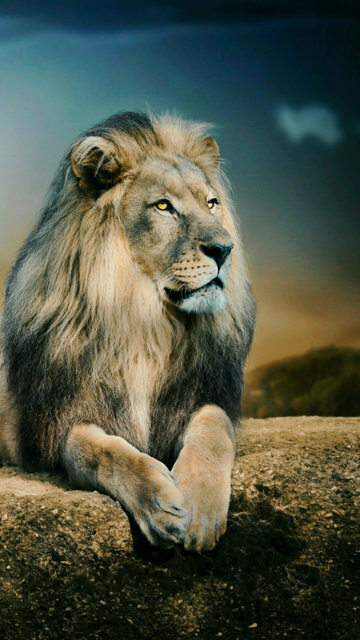 Lion
