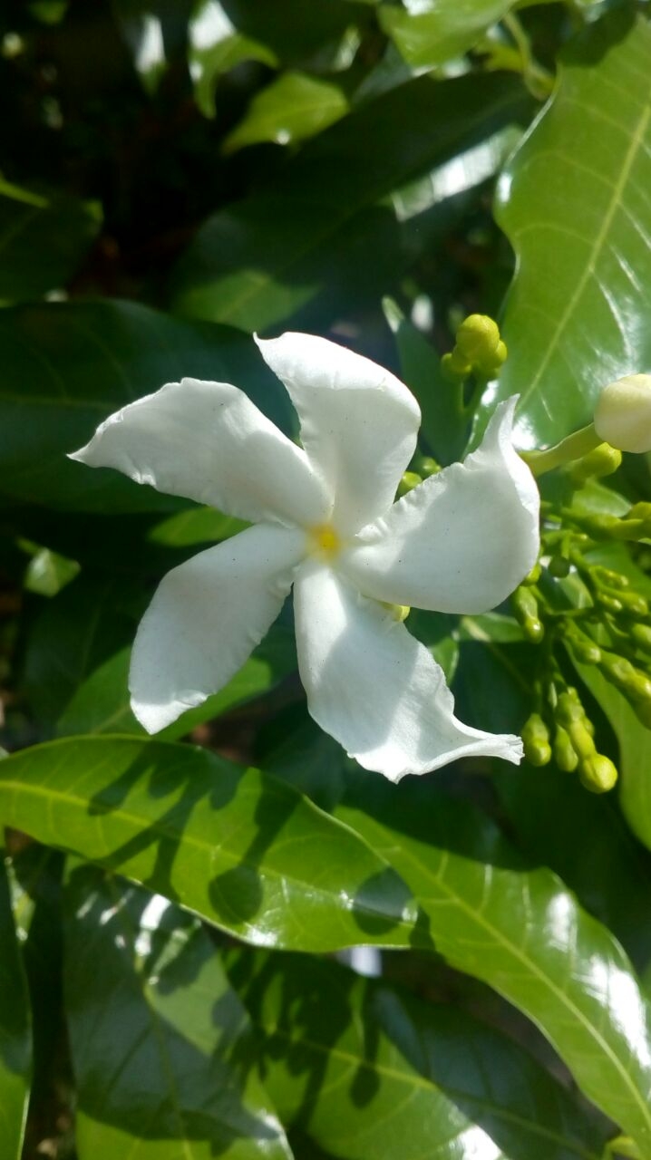 star in my garden
