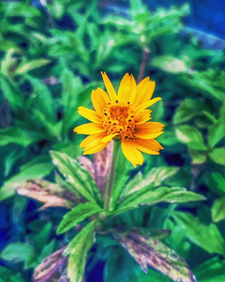 Flower Wallpaper