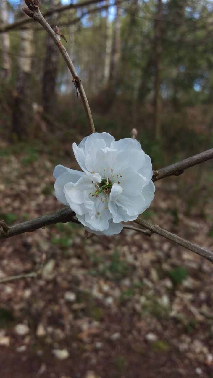 Kinver walk