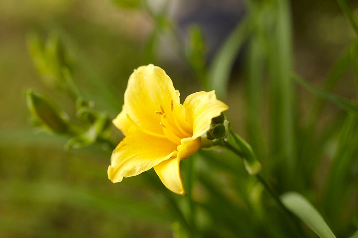 Daylily
