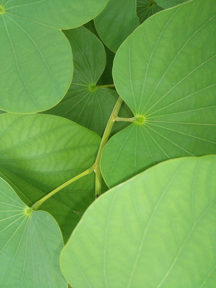 Green Leaf Pattern