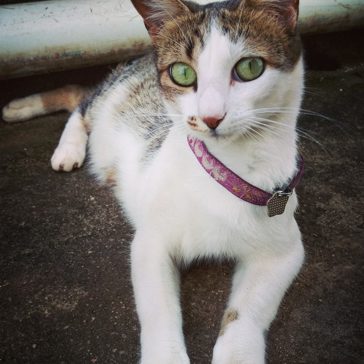 milah