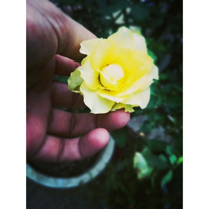 Yellow Rose