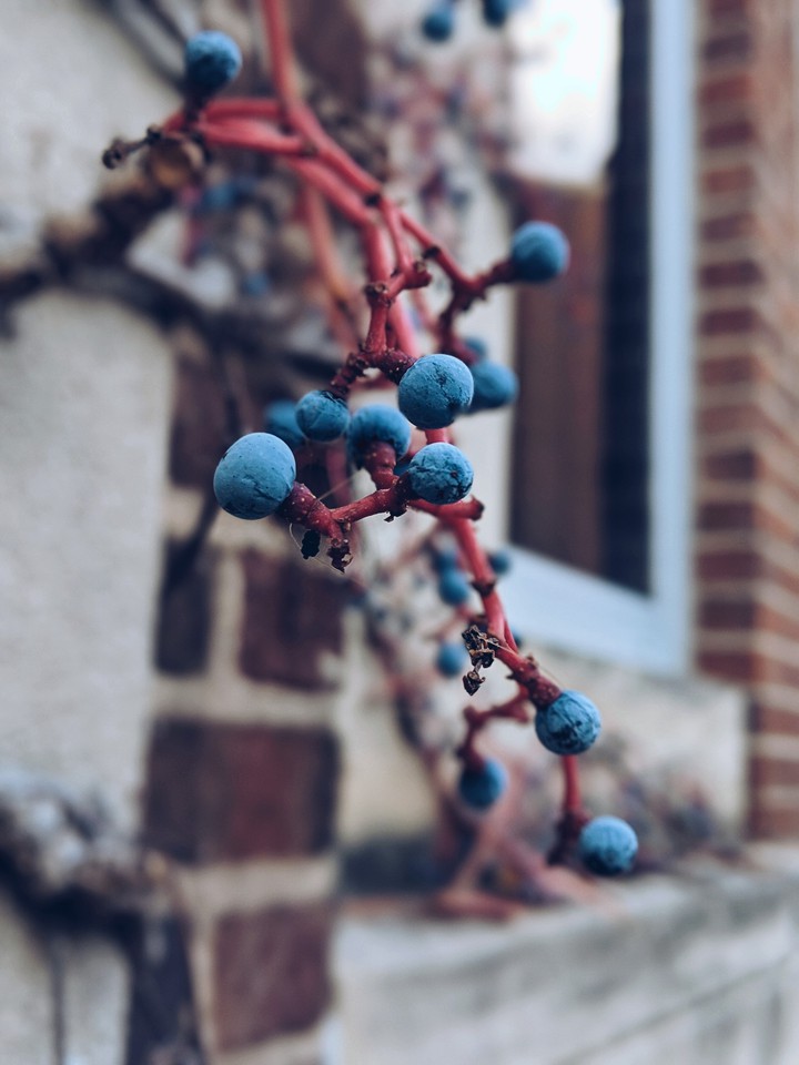 Fruits