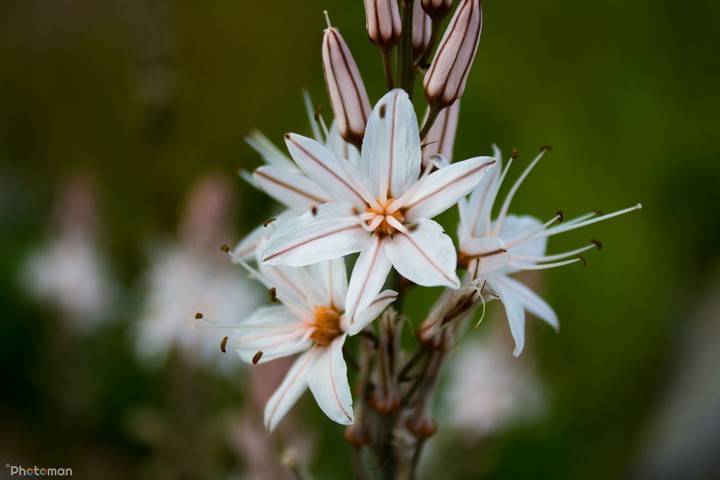 Flora