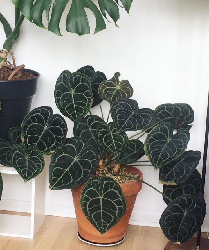 plants