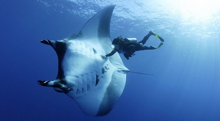 Manta. Sangalaki Derawan, Berau indonesia