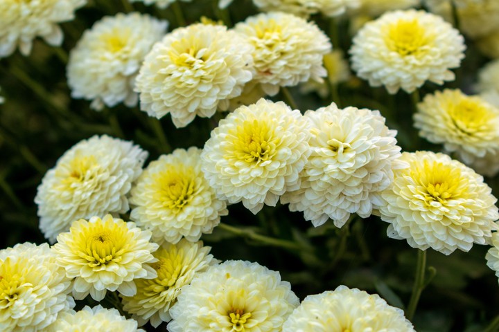 flowers