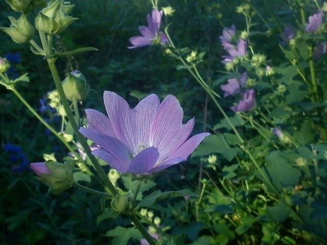 Flower