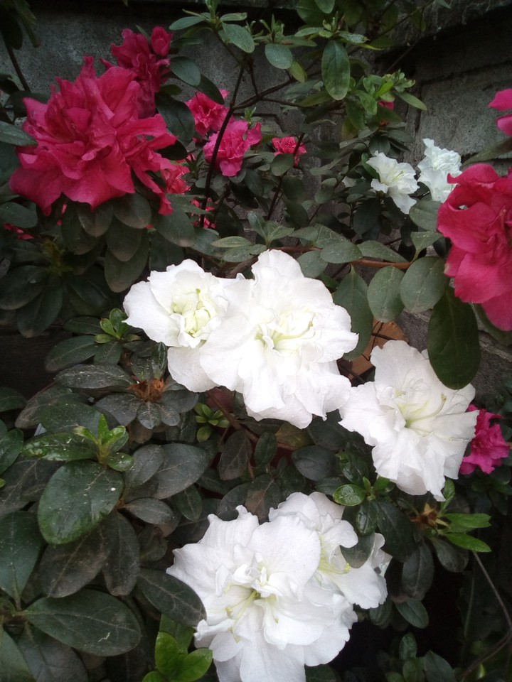 flores