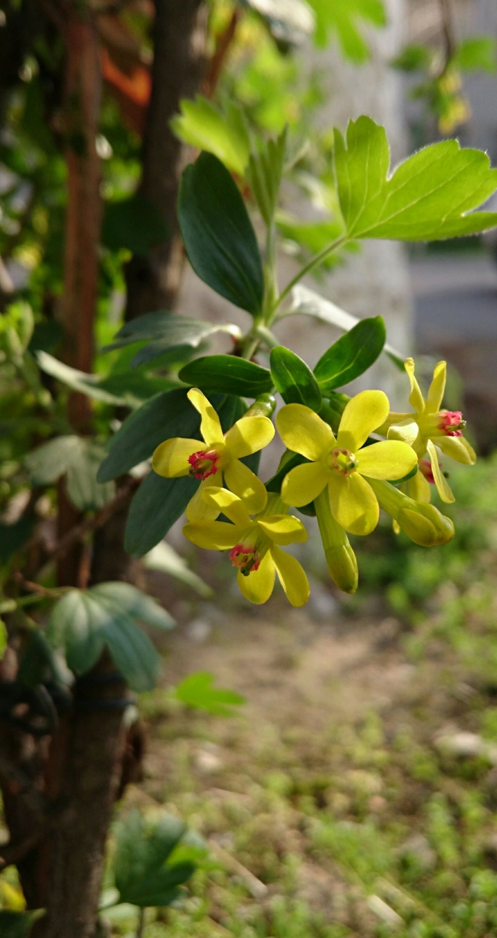 Flowering currant