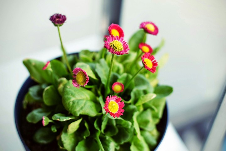 pink flowers with green leaves