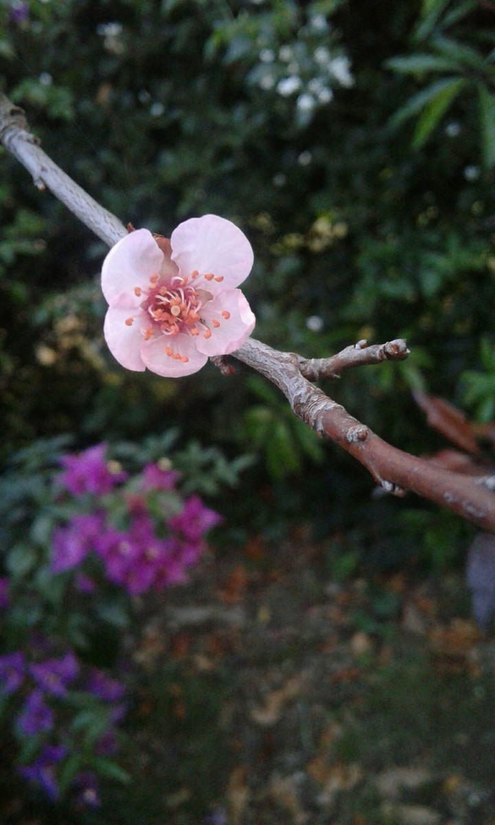 ciruelo