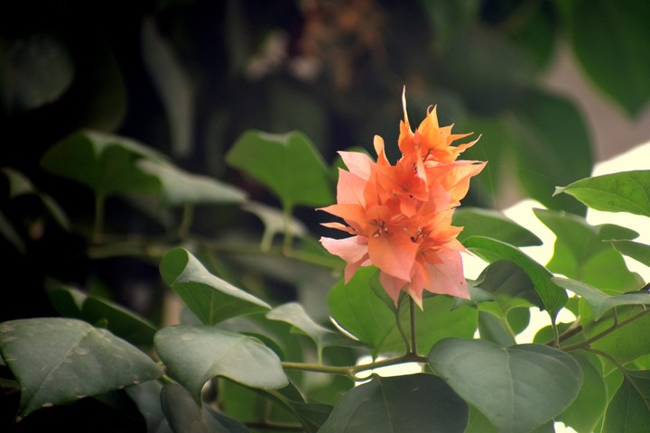 flower