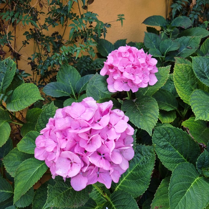 Flores
