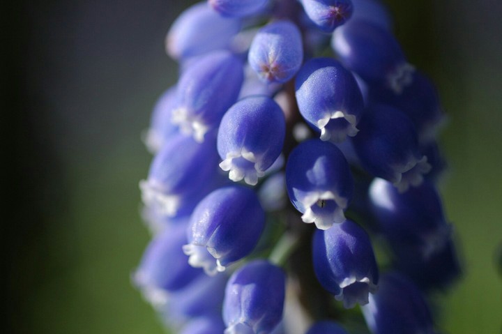 Buds