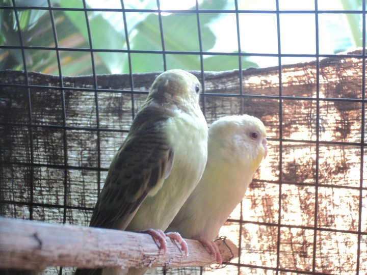 2 beautiful birds.......
