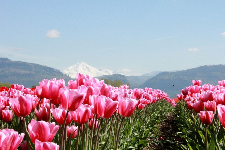 Tulip festival in Abbotsford, BC, Canada. April 2016.