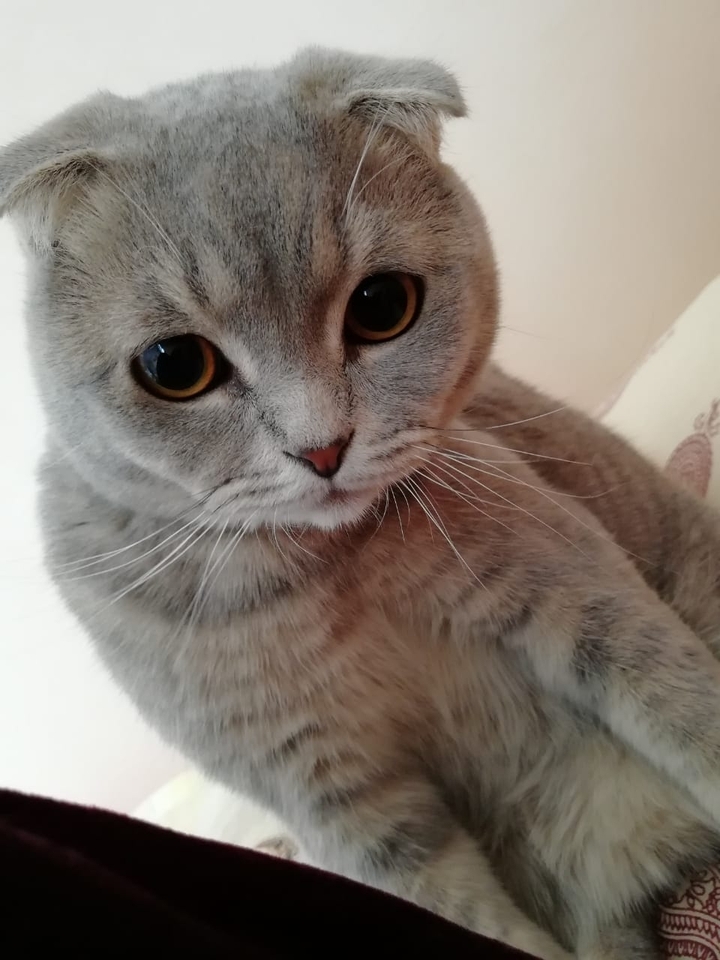 curiosity