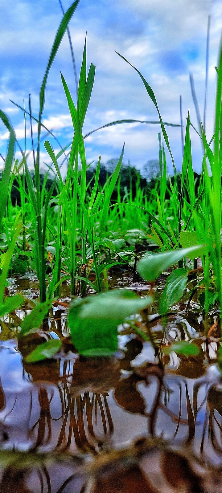 greenary