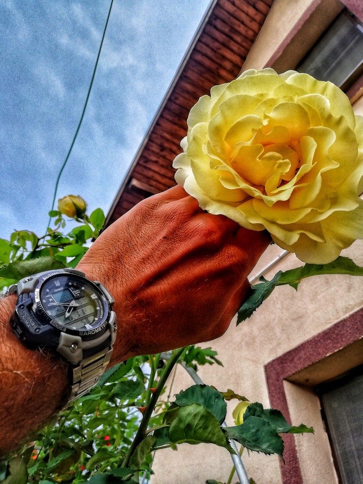 Big, really big rose