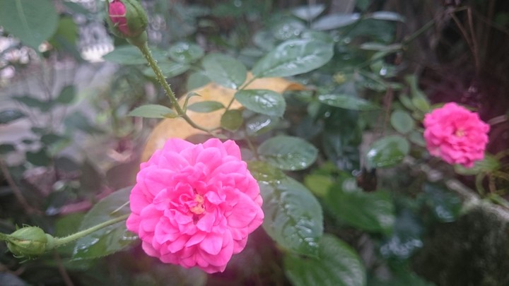 rose?