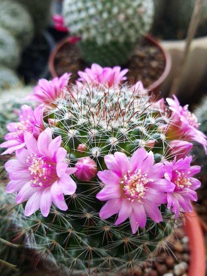 Cactus