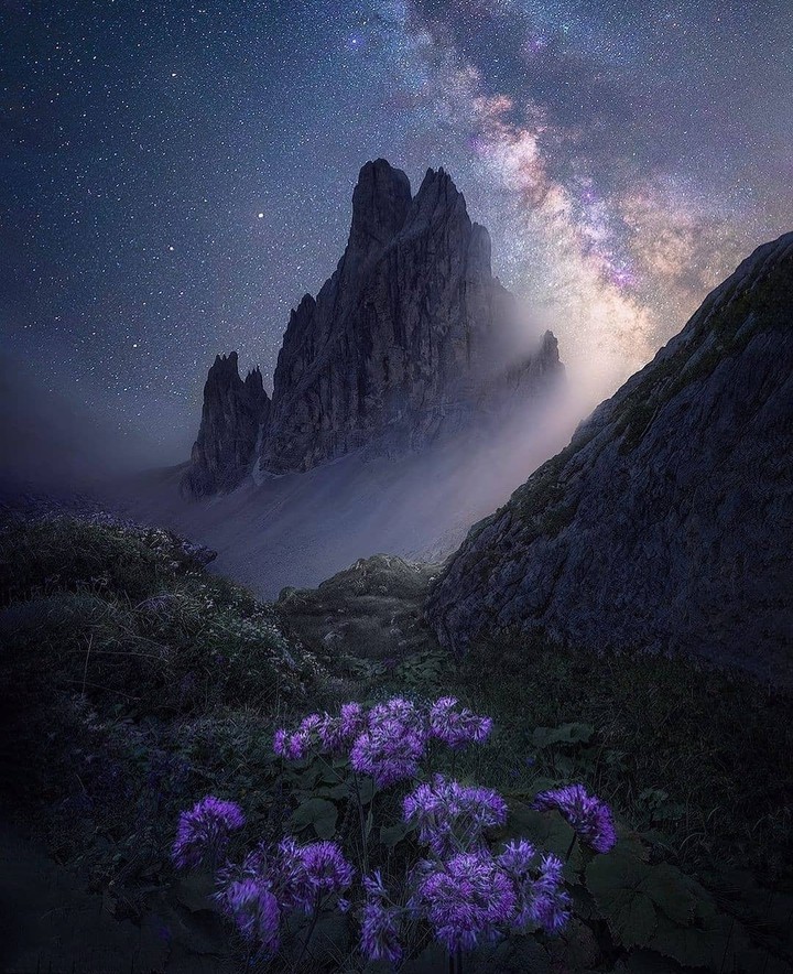 fog, milky way, flowers