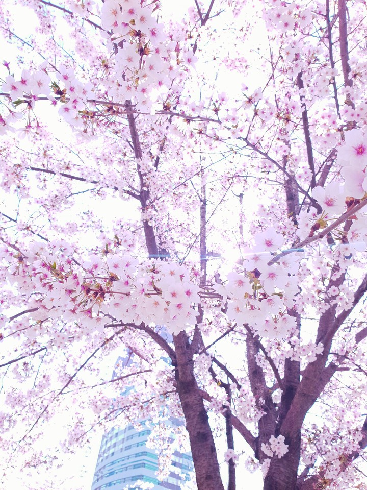 봄