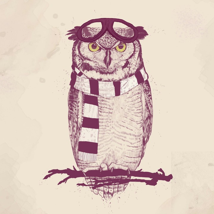 old owl