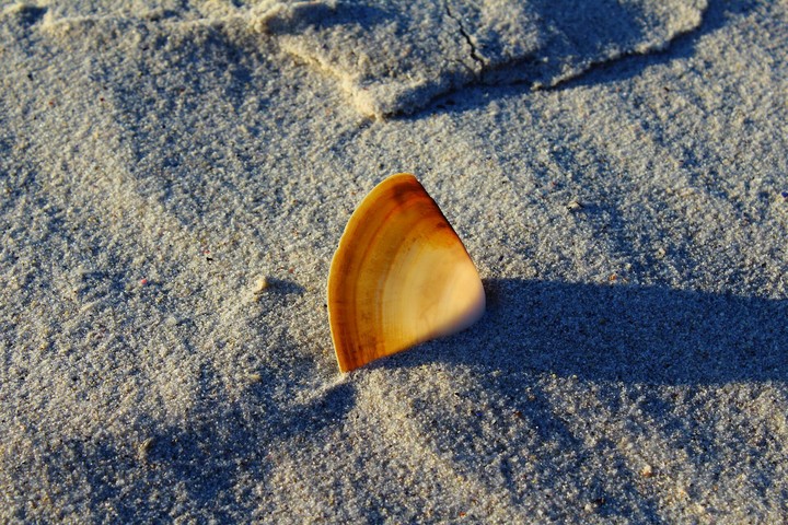 Coquillage
