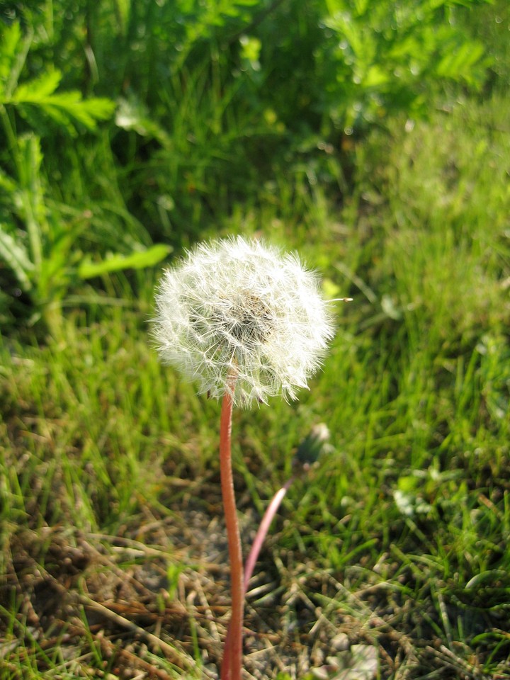 Nature
