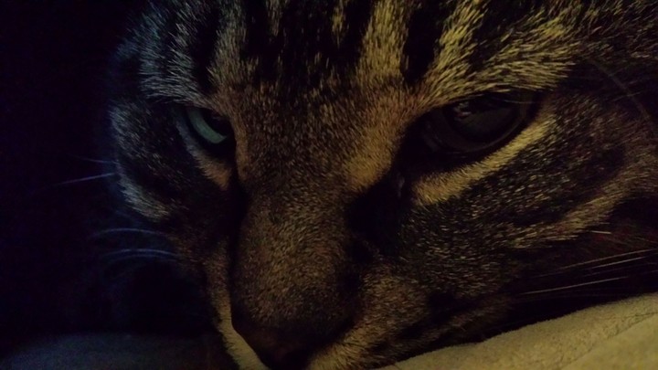 My cat 