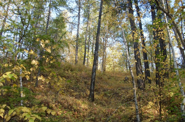 boreal forest