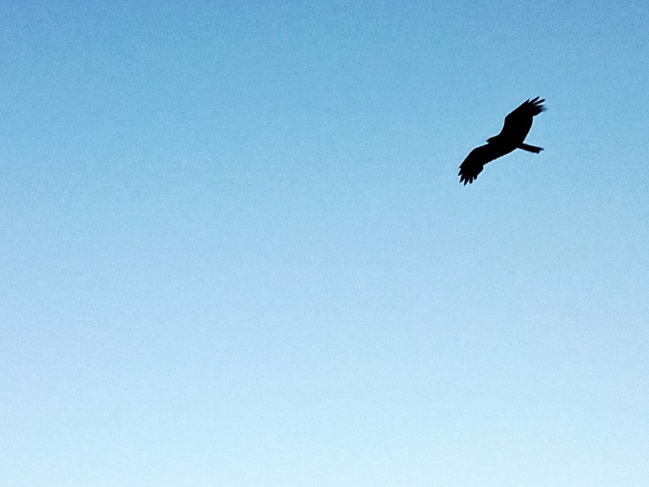 bird