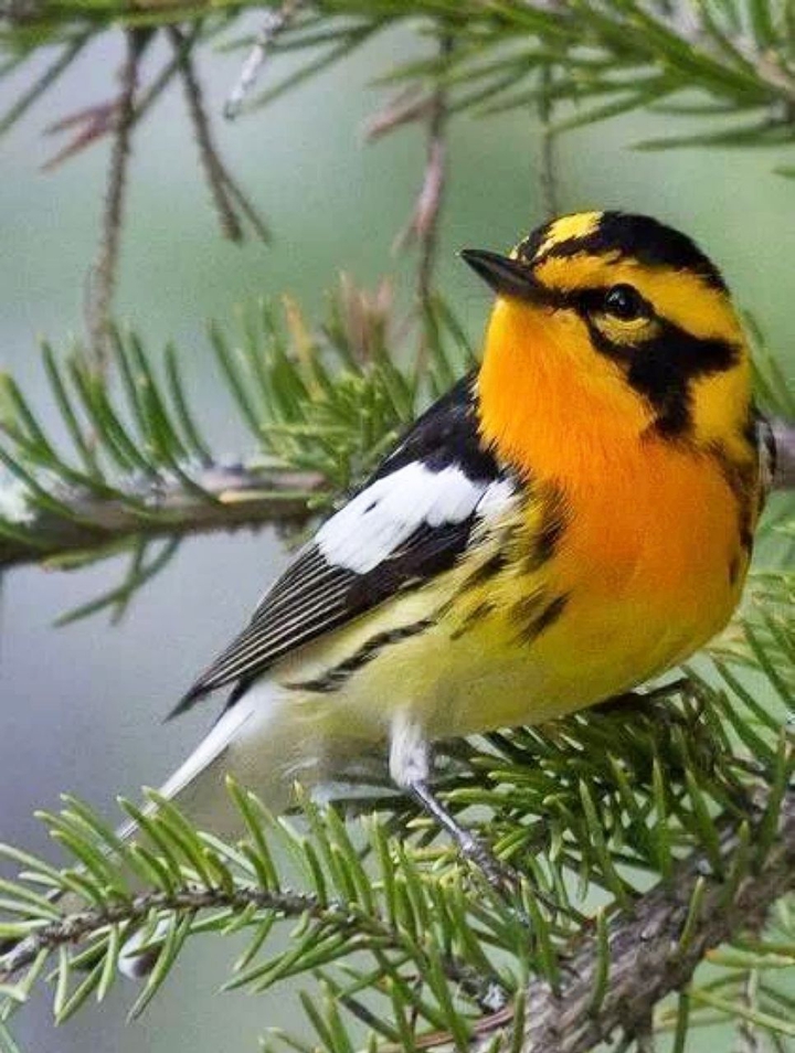 ⭐⭐