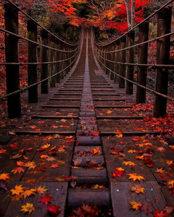 fall and autumn