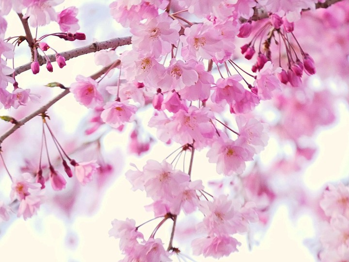 cherryblossom