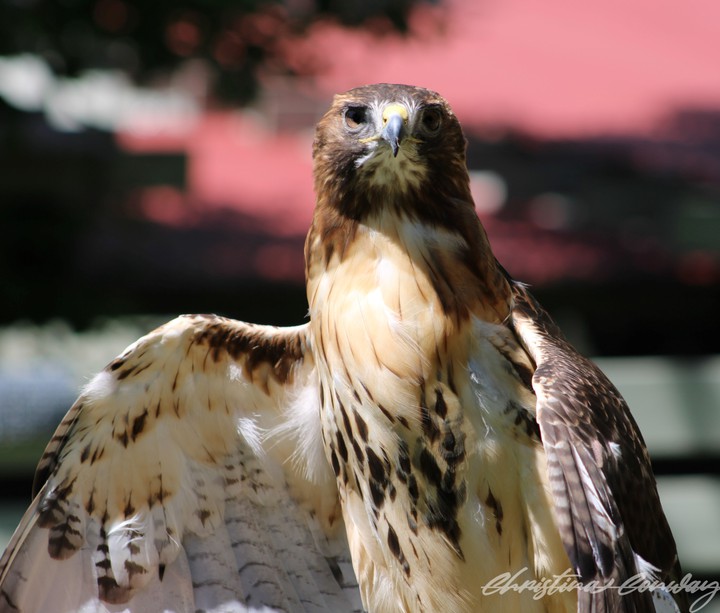Red tail hawk