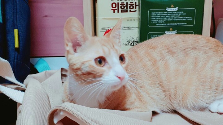 핵귀여