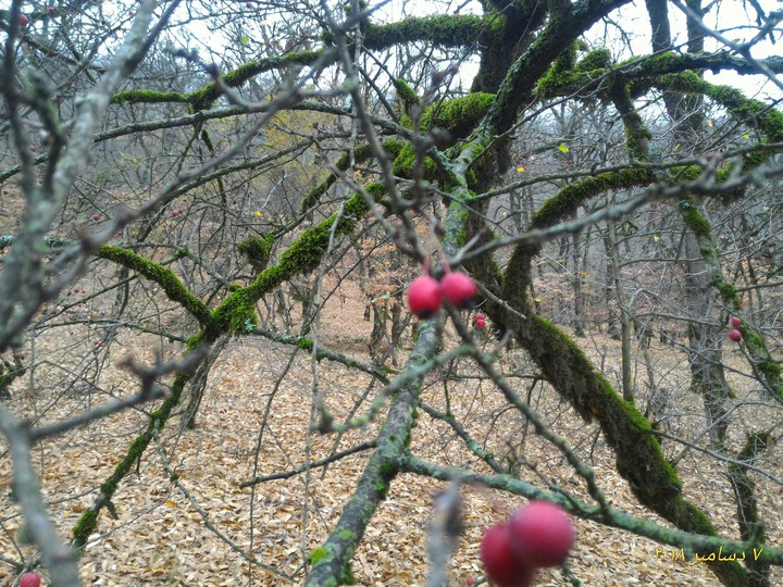 Golestan in north of 